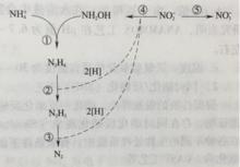 圖1 氨被微生物氧化反應時的可能途徑示意