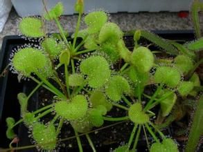 負子茅膏菜 負子茅膏菜