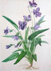 紫花地丁 紫花地丁