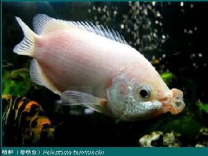 吻鱸（接吻魚）Helostoma temminckii