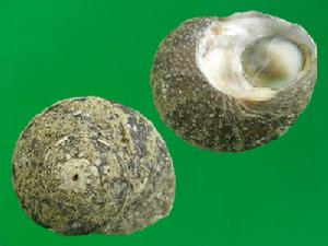 韓國蠑螺 韓國蠑螺