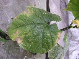 黃瓜細菌性葉枯病 黃瓜細菌性葉枯病