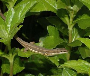 （圖）台灣草蜥