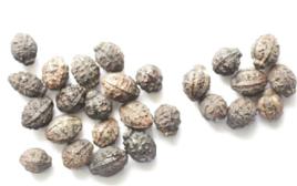 紫茉莉子 紫茉莉子