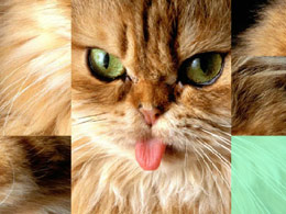 喵喵咪拼圖 喵喵咪拼圖