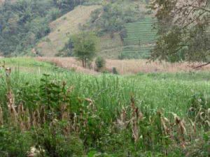 往娥自然村 往娥自然村