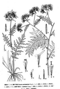 藤葉千里光 藤葉千里光