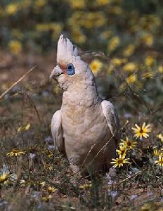 小鳳頭鸚鵡 小鳳頭鸚鵡