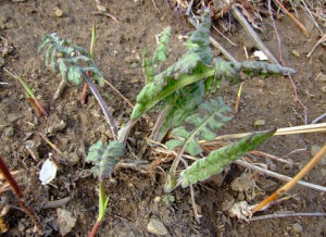 篦苞風毛菊 篦苞風毛菊