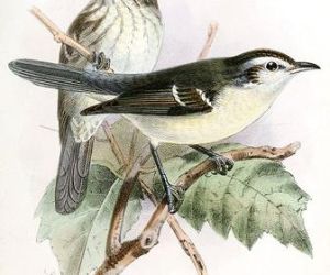 原腔動物門 原腔動物門