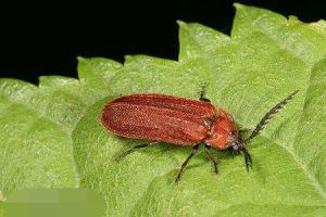 赤翅蟲科 赤翅蟲科