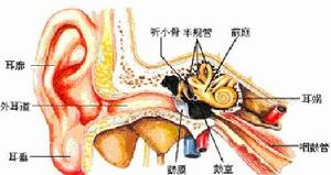 （圖）內耳構成