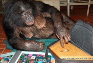 美國“天才”倭黑猩猩
