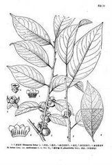 多毛君遷子（變種）