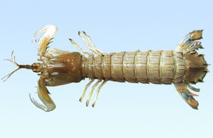 雌雄異體 雌雄異體