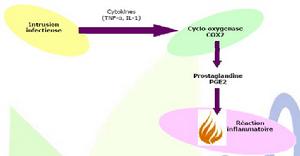 Mangoselect山竹果提取物