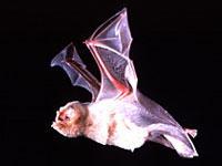 妖面蝠科 妖面蝠科