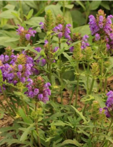 大花夏枯草 大花夏枯草
