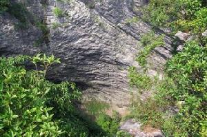 通天籮原始森林