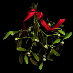 橙紅果槲寄生 橙紅果槲寄生