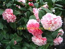 喬依·肯得力克