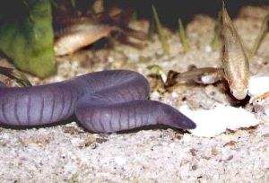 南美蚓螈 南美蚓螈