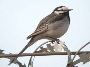 紋背鼩鼱雲南亞種 紋背鼩鼱雲南亞種