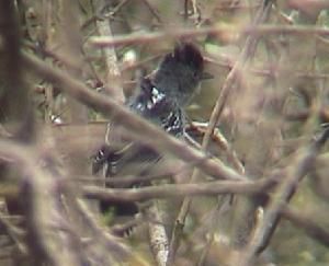 秘魯蟻鵙 秘魯蟻鵙