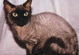 德汶萊克斯貓 德汶萊克斯貓