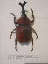 獨角仙標本 2013-11-10孫大俊拍攝