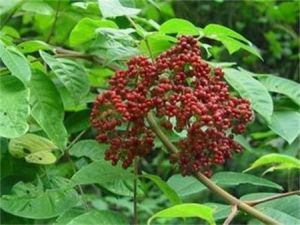 三刈葉吳萸 三刈葉吳萸