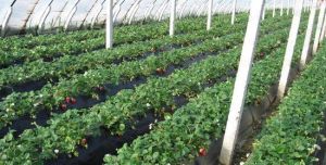 親親草莓園 親親草莓園