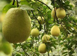 信木紅心柚 信木紅心柚