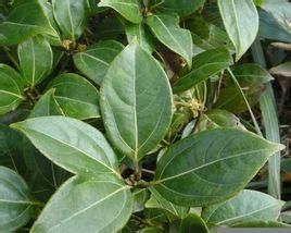 卵葉新木姜子 卵葉新木姜子