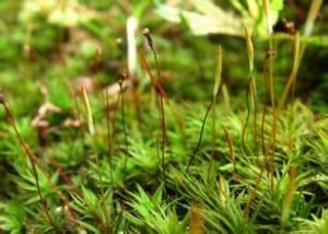 草質長喙蘚 草質長喙蘚