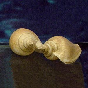 水晶鳳螺 水晶鳳螺