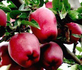 天紅2號蘋果 天紅2號蘋果