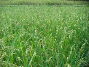 中作9017 中作9017