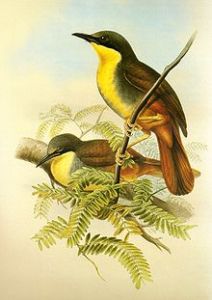 栗臀噪鶥 栗臀噪鶥