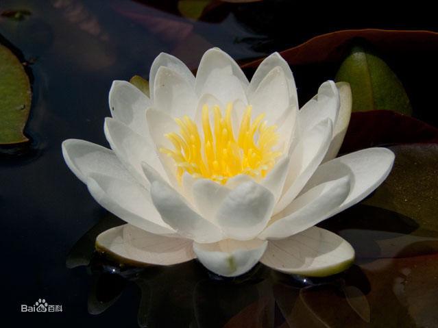 白蘇丹（Nymphaea ‘White Sultan’）