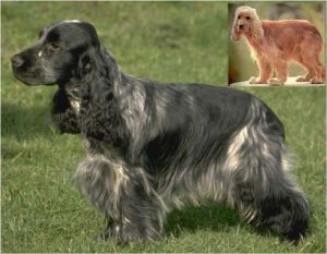 美國確架犬 美國確架犬