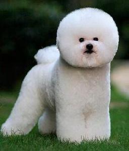 純種比熊 純種比熊