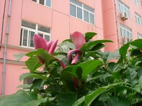 秋海棠葉蟹甲草 秋海棠葉蟹甲草