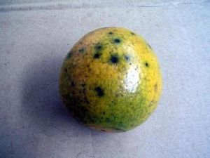 柑橘黑星病 柑橘黑星病