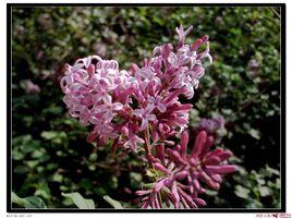 小葉丁香 小葉丁香