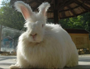 巨型安哥拉兔 巨型安哥拉兔