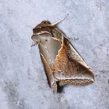 鴕蛾總科 鴕蛾總科