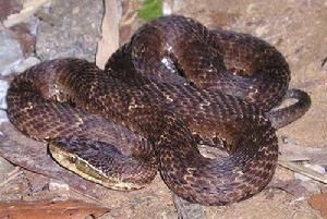 烏蘇里蝮 烏蘇里蝮