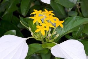 墨脫玉葉金花 墨脫玉葉金花