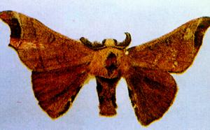 桑樹桑野蠶 桑樹桑野蠶